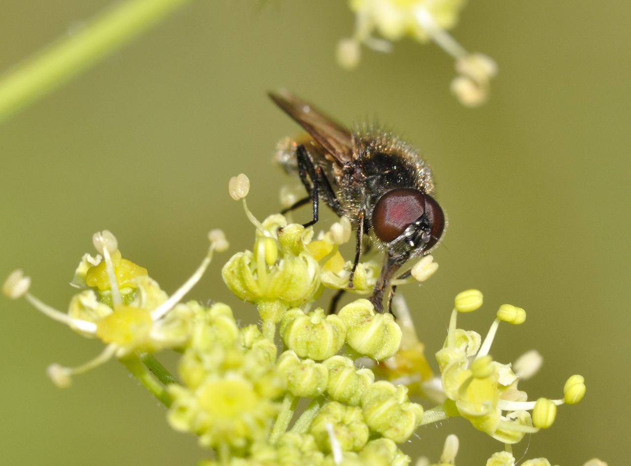 Cheilosia sp. (Syrphidae)